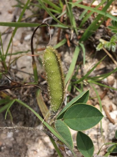 Cologania obovata, photographed by Carlos Martorell