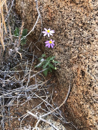 Senecio eenii, photographed by Dave U