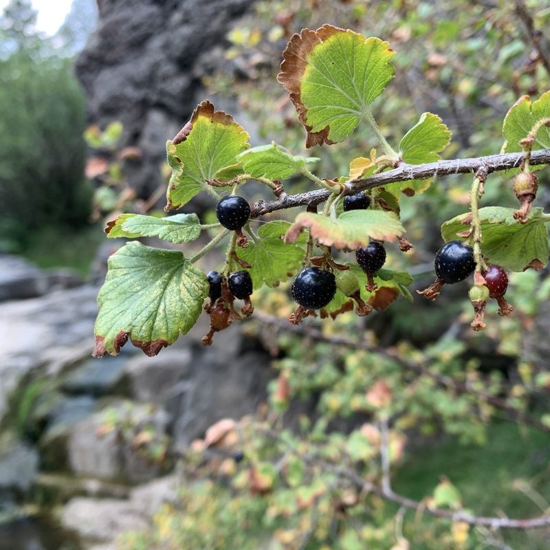 Ribes mescalerium, photographed by Ethan Wright-Magoon