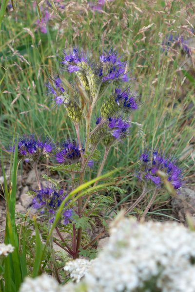 Phacelia bakeri, photographed by Bob Walker