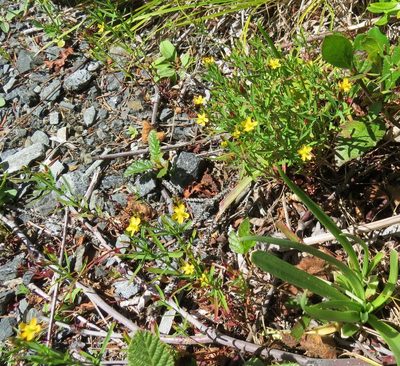 Hypericum canadense, photographed by Howard Williams
