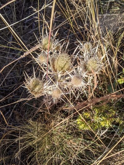 Eryngium spinalba, photographed by aroche