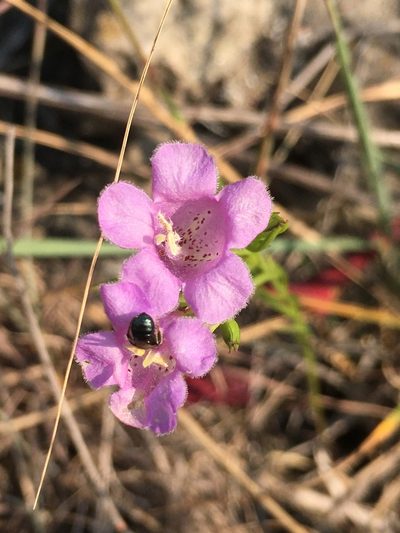 Agalinis aspera, photographed by Rose Zappa