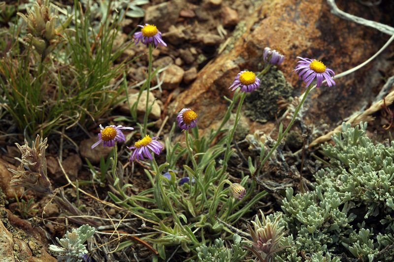 Erigeron clokeyi, photographed by Steve Matson