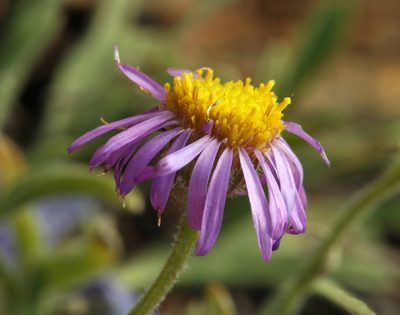 Erigeron clokeyi, photographed by Steve Matson