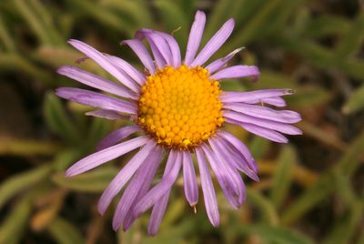 Erigeron clokeyi, photographed by Steve Matson