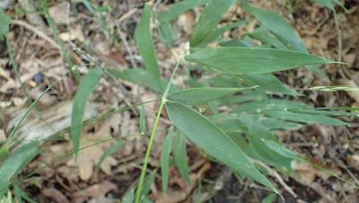 Brachyelytrum erectum, photographed by John Abrams
