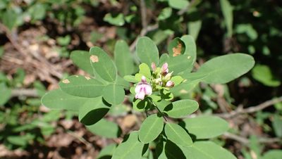 Lespedeza violacea, photographed by John Abrams