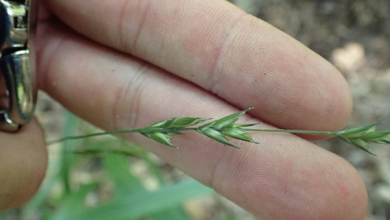 Diarrhena americana, photographed by John Abrams