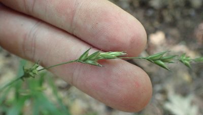 Diarrhena americana, photographed by John Abrams