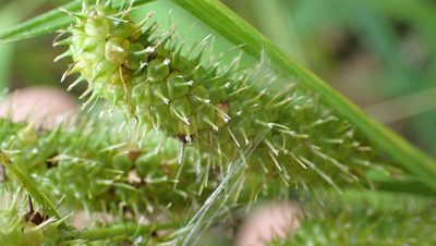Carex frankii, photographed by John Abrams