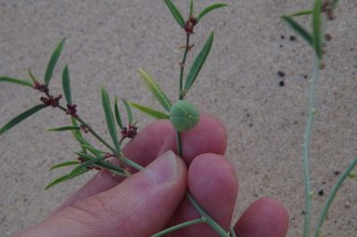 Phyllanthus warnockii, photographed by Eric Knight