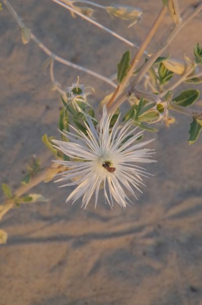 Mentzelia strictissima, photographed by Eric Knight