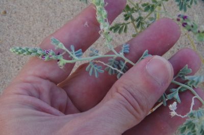 Dalea lanata, photographed by Eric Knight