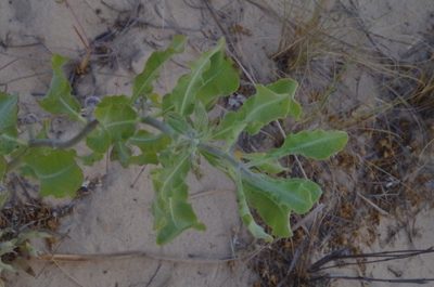 Asclepias arenaria, photographed by Eric Knight
