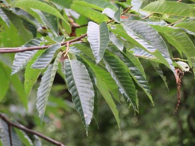 Castanea crenata, photographed by Marco Mussita