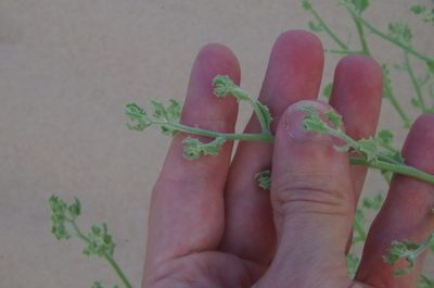 Dysphania atriplicifolia, photographed by Eric Knight