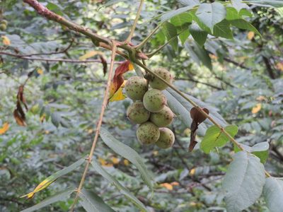 Juglans mandshurica, photographed by Marco Mussita