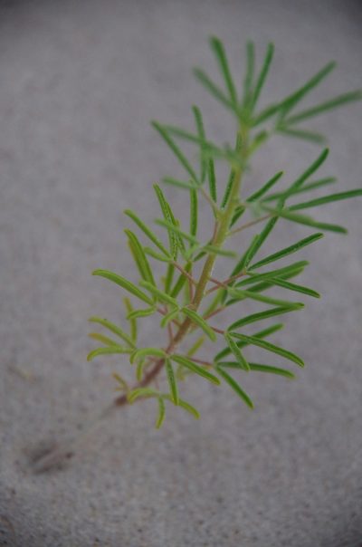 Cleome jamesii, photographed by Eric Knight