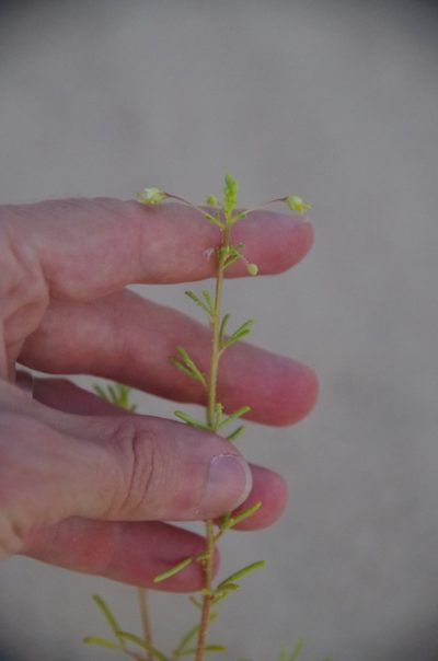 Cleome jamesii, photographed by Eric Knight