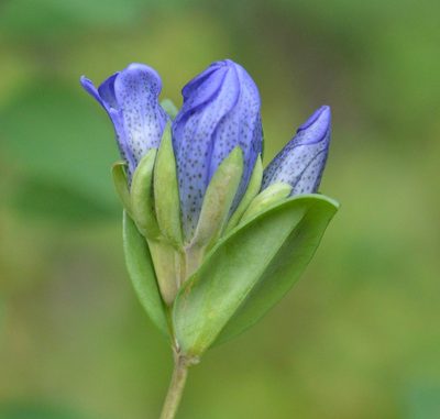 Gentiana sceptrum, photographed by David Anderson