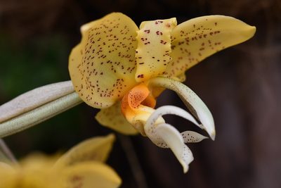 Stanhopea graveolens, photographed by Neptalí Ramírez Marcial
