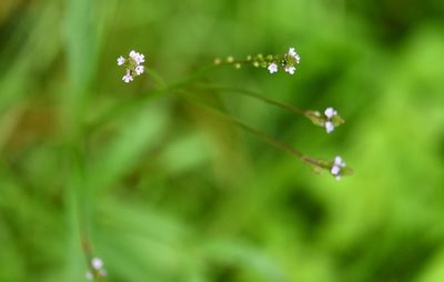 Verbena carolina, photographed by Neptalí Ramírez Marcial