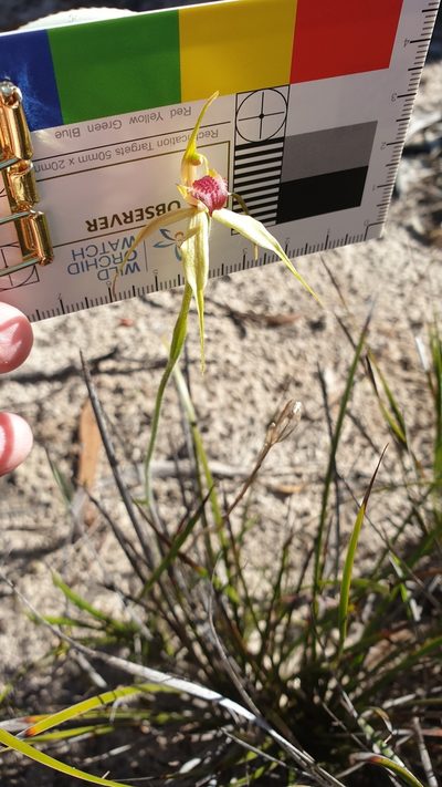 Caladenia stellata, photographed by Rosalie Lawrence