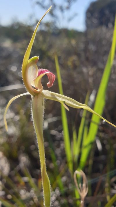 Caladenia stellata, photographed by Rosalie Lawrence
