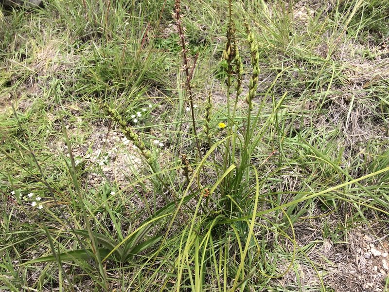 Schoenocaulon tenorioi, photographed by Carlos Martorell