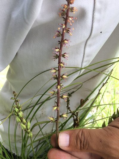Schoenocaulon tenorioi, photographed by Carlos Martorell