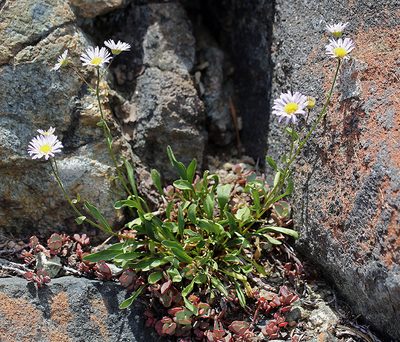Erigeron cervinus, photographed by Steve Matson