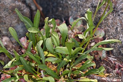 Erigeron cervinus, photographed by Steve Matson