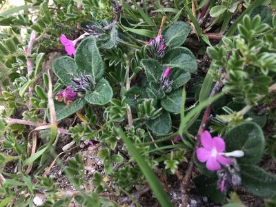 Stenandrium verticillatum, photographed by Carlos Martorell