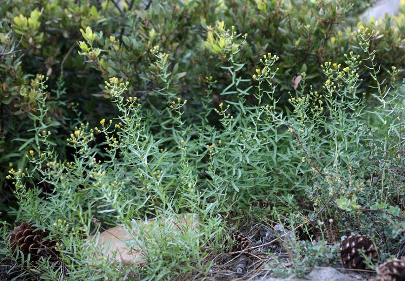 Erigeron inornatus, photographed by Steve Matson