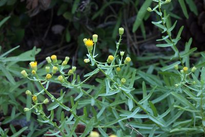Erigeron inornatus, photographed by Steve Matson