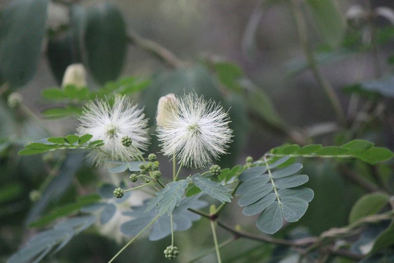 Zapoteca formosa, photographed by José Belem Hernández Díaz