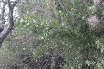 Zapoteca formosa, photographed by José Belem Hernández Díaz