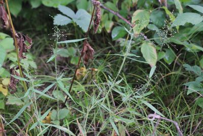 Dichanthelium implicatum, photographed by Quinten Wiegersma