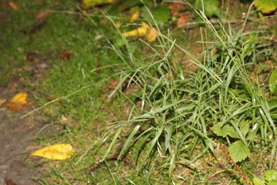 Muhlenbergia schreberi, photographed by Quinten Wiegersma