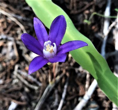 Brodiaea stellaris, photographed by Roger Raiche