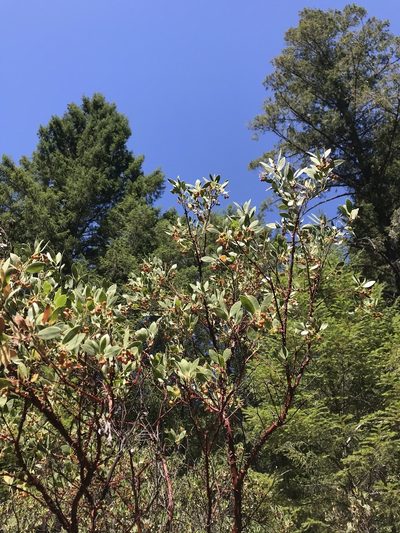 Arctostaphylos hispidula, photographed by Roger Raiche