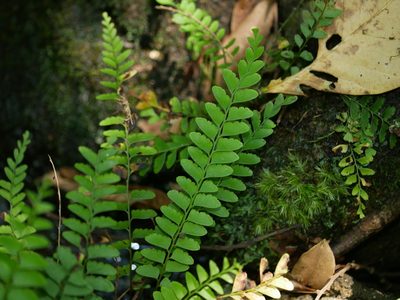 Osmolindsaea odorata, photographed by Jacy Chen