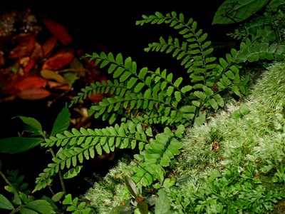 Osmolindsaea odorata, photographed by Jacy Chen