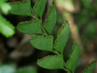 Osmolindsaea odorata, photographed by Jacy Chen