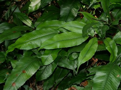 Grypothrix longipetiolata, photographed by Jacy Chen