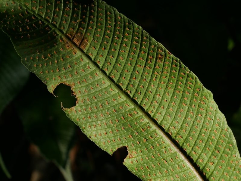Grypothrix longipetiolata, photographed by Jacy Chen