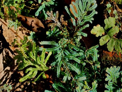 Selaginella uncinata, photographed by Jacy Chen