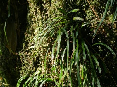 Haplopteris elongata, photographed by Jacy Chen