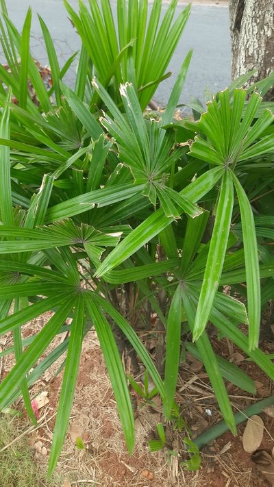 Rhapis excelsa, photographed by Raja bandi